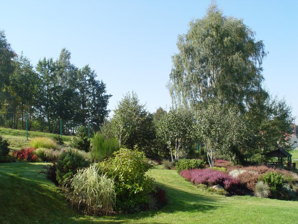 Platanus Ogrody Naturalne