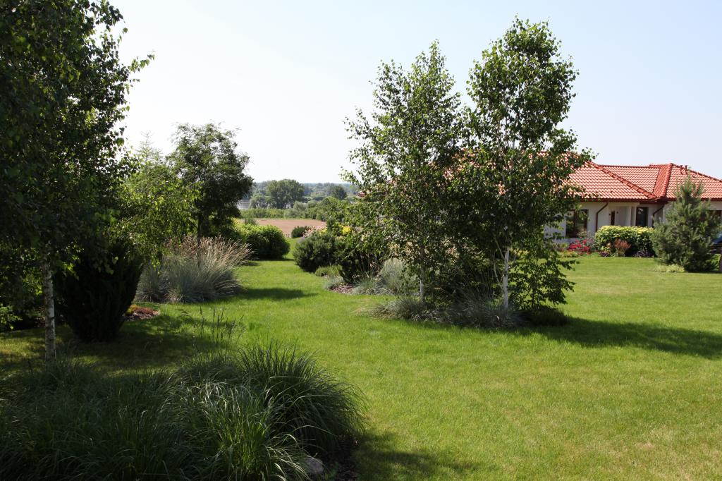 Platanus Ogrody Naturalne