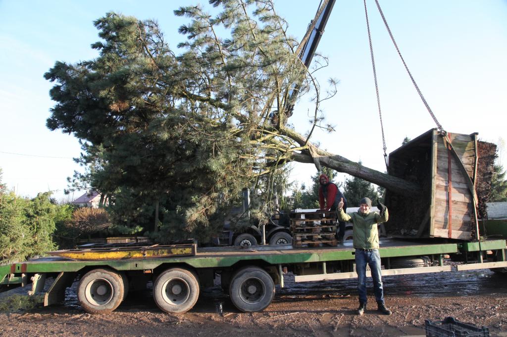 Platanus Ogrody Naturalne